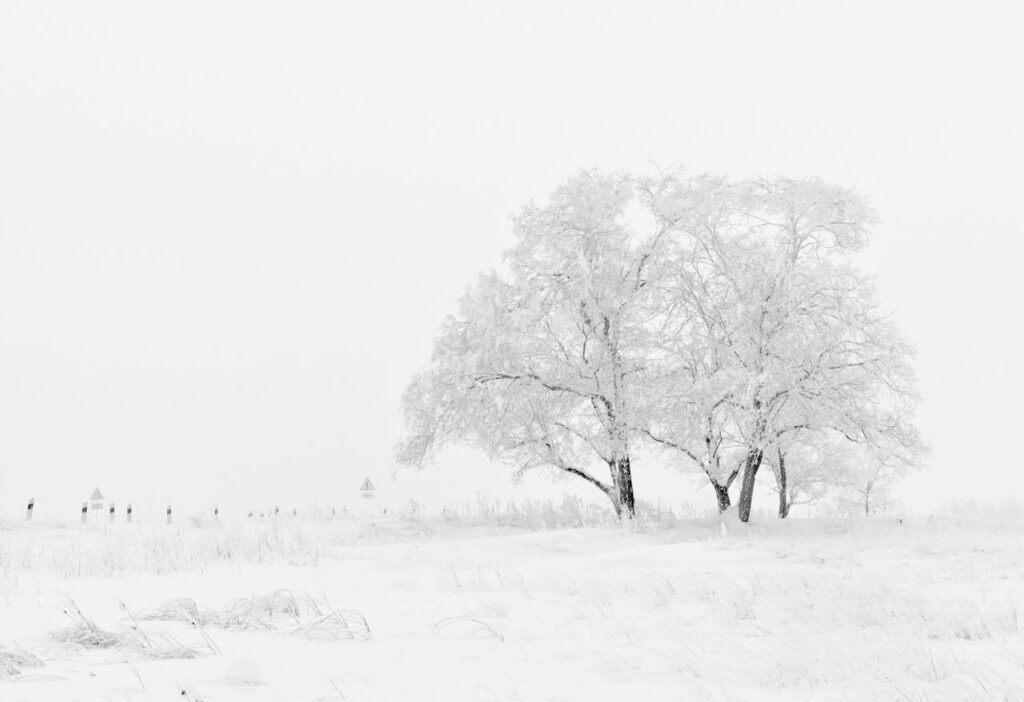 winter-nature-season-trees-66284-66284.jpg